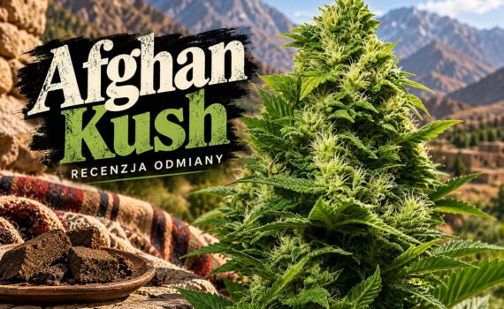 Afghan kush od seedbay recenzja legendarnej indici