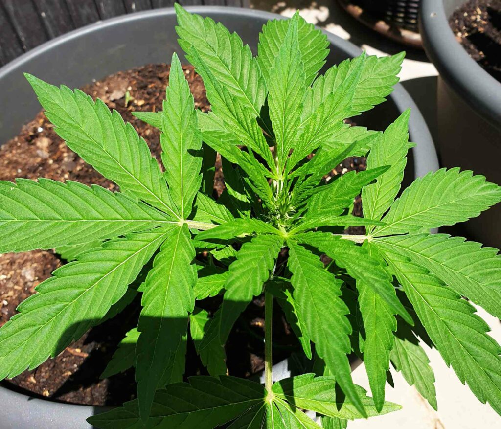 indica afghan kush w wersji z autofloweringiem