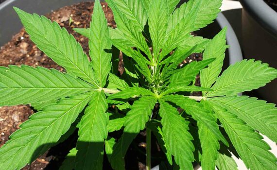 Auto afghan kush feminizowany kompletny przewodnik po klasycznej indice w wersji autoflower