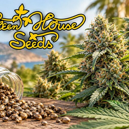 Green house seeds legendarne nasiona marihuany