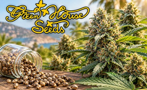 Green house seeds legendarne nasiona marihuany