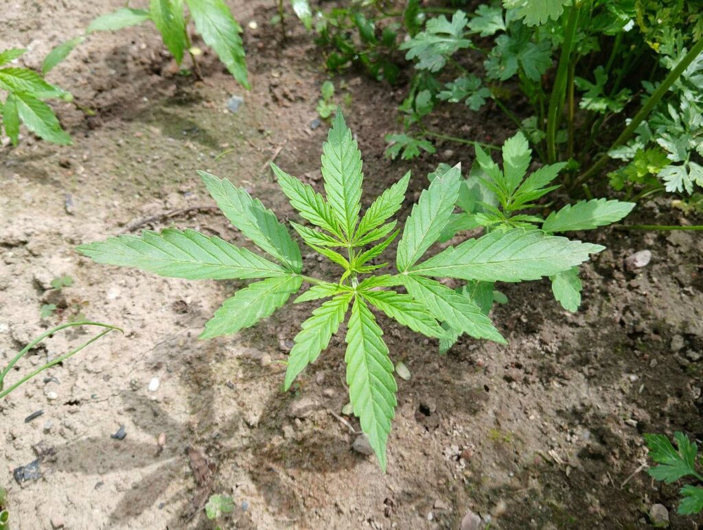 wybór nasion marihuany i konopi