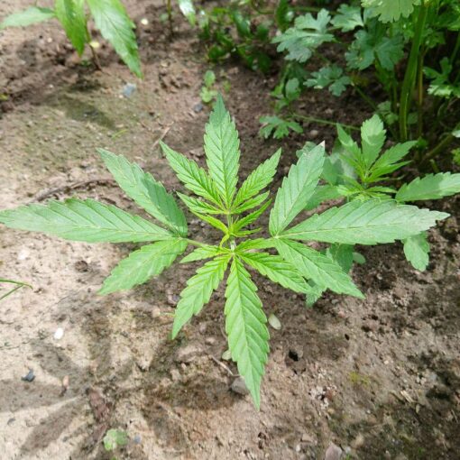 Jak swiadomie wybierac nasiona marihuany i dlaczego ich rodzaj ma znaczenie