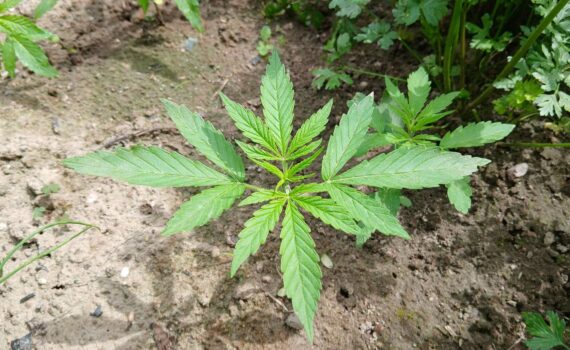 Jak swiadomie wybierac nasiona marihuany i dlaczego ich rodzaj ma znaczenie