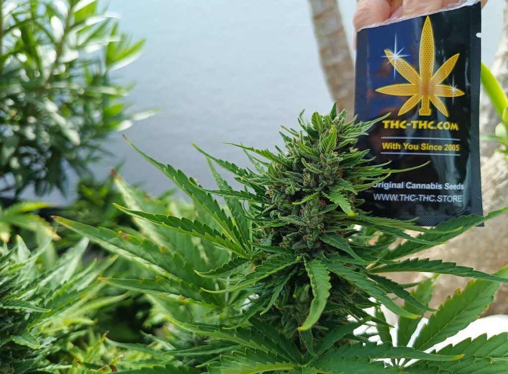 duży plon i wysoki poziom thc w odmianie konopi low ak-47 xl