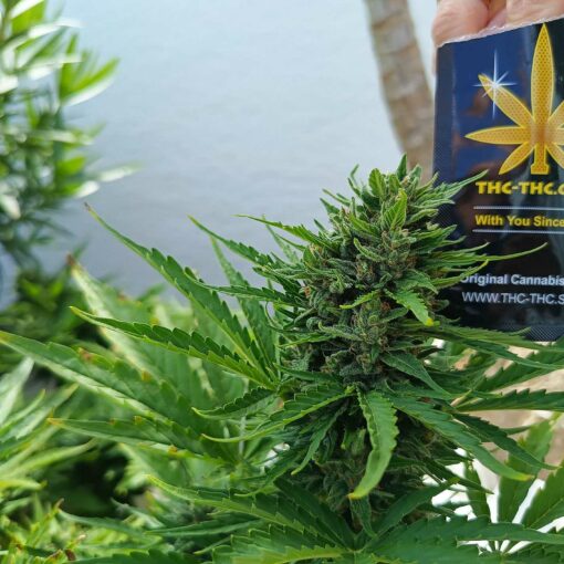 Low ak 47 xl auto jeszcze wiekszy plon i poziom thc