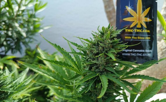 Low ak 47 xl auto jeszcze wiekszy plon i poziom thc