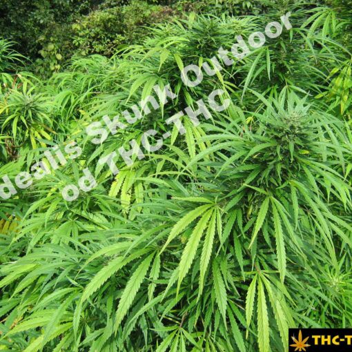 Rudealis skunk outdoor charakterystyka i recenzja nasion