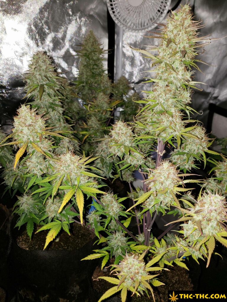 white widow automatic od royal queen seeds